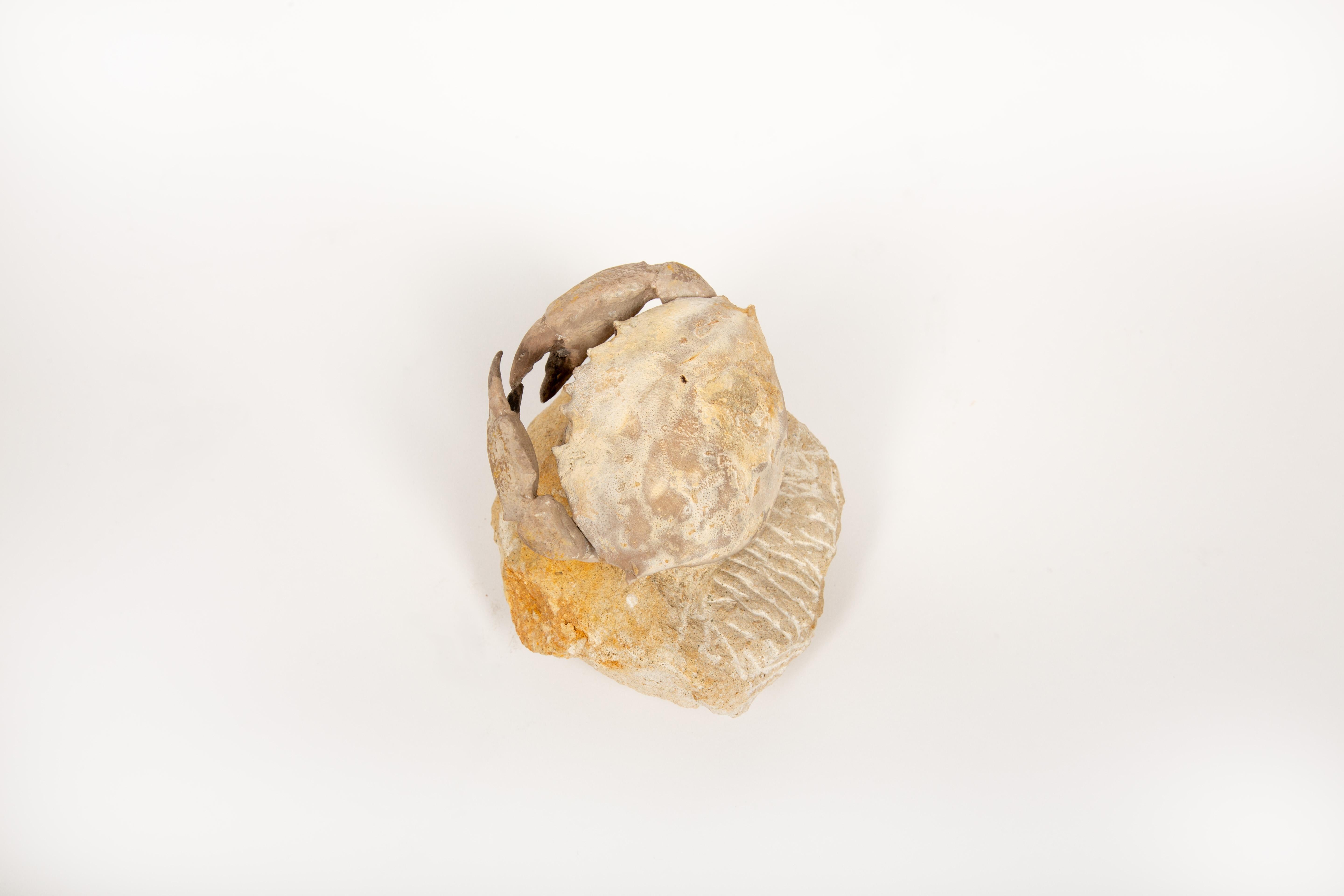Capsula del tempo dei granchi: Granchio fossilizzato dell'Eocene dal Monte Baldos, Italia in vendita 1