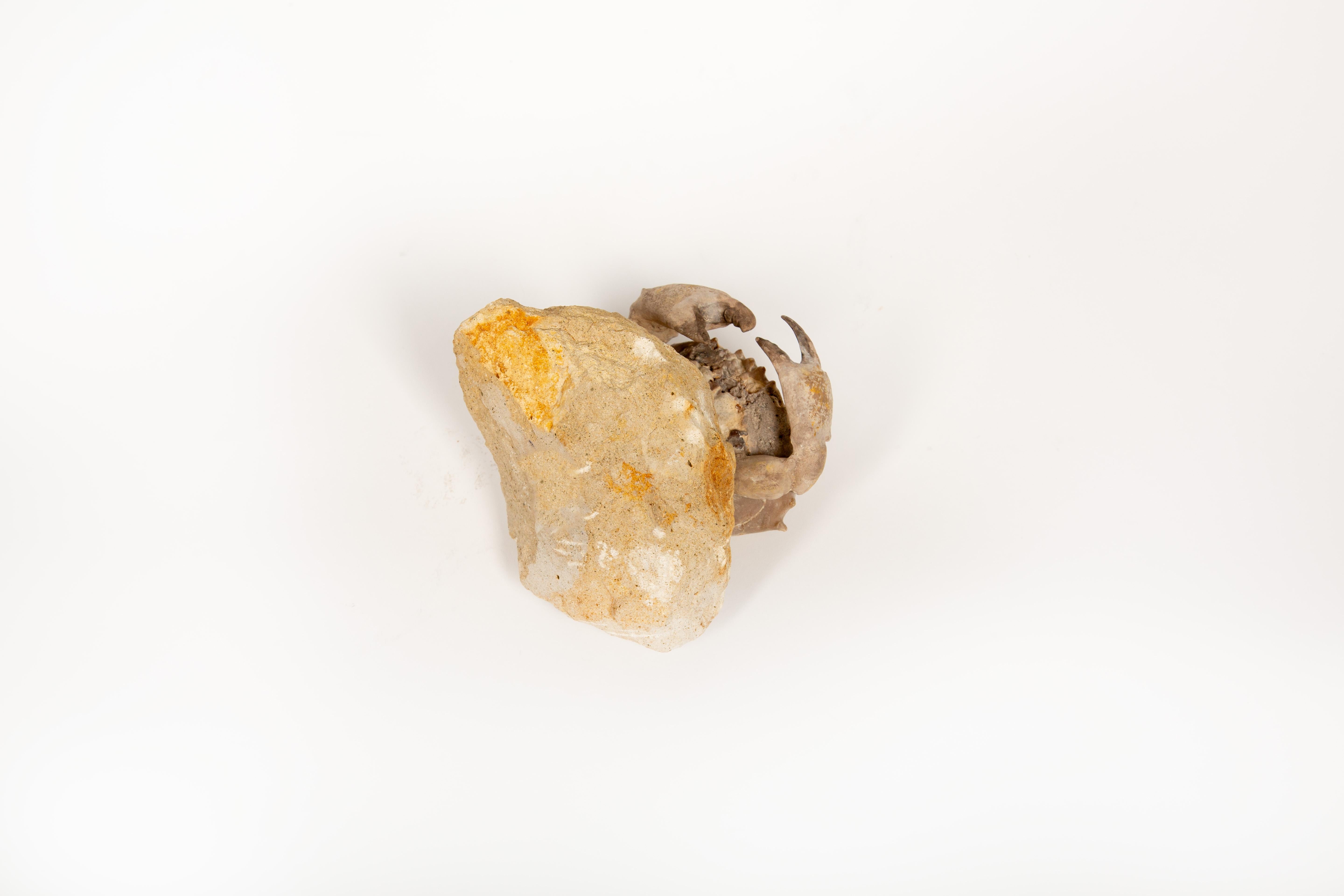 Capsula del tempo dei granchi: Granchio fossilizzato dell'Eocene dal Monte Baldos, Italia in vendita 2