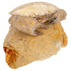 Crabby Time Capsule: Fossilisierte Eiserne Krabbe aus Monte Baldo, Italien