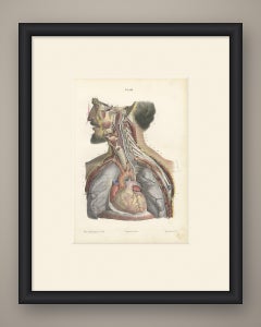 Cranial and Cervical Nerves to the Heart, Antique Hirschfeld Anatomy Print, 1866