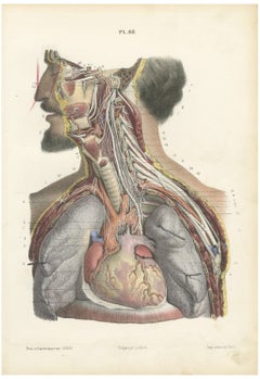 Cranial and Cervical Nerves to the Heart, Antique Hirschfeld Anatomy Print, 1866
