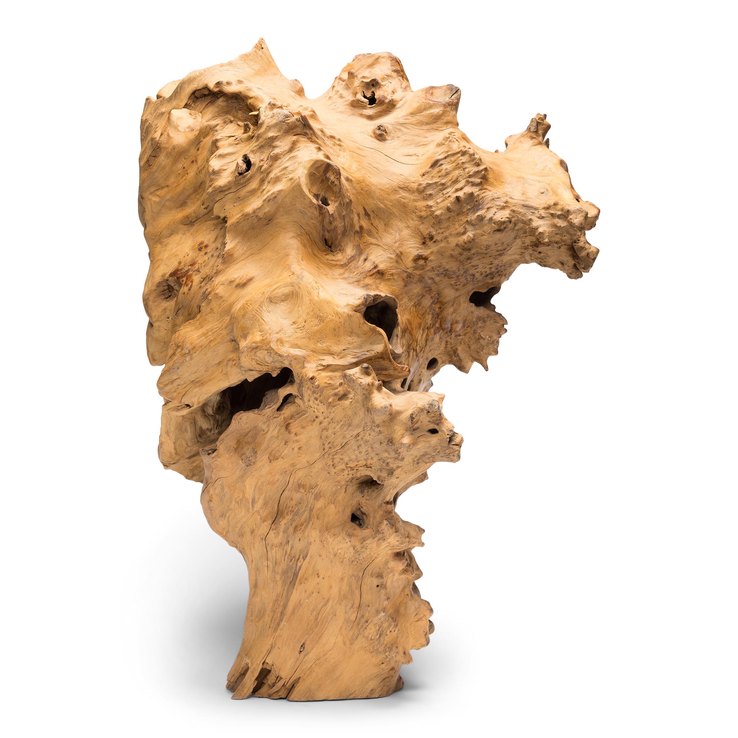 A striking silhouette elevates this gnarled rootwood object into an incredible natural sculpture. The organic root form recalls the tradition of Chinese scholars' rocks, or gongshi, unusual stone formations displayed as sources of beauty and