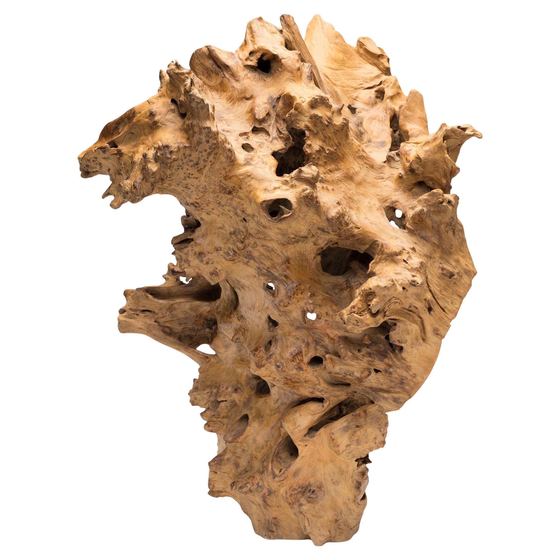 "Crashing Wave" Root Sculpture