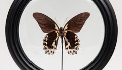 Cream and Brown Butterfly in Round Reliquary