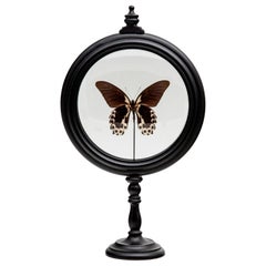 Cream and Brown Butterfly in Round Reliquary