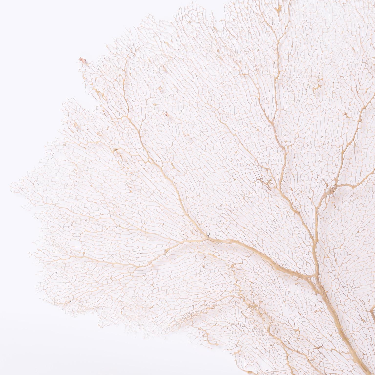 Large authentic sea fan with an organic sculptural form. Why not hang it on a wall and be inspired by the grace and style of mother nature? Check our other listings for additional examples.
