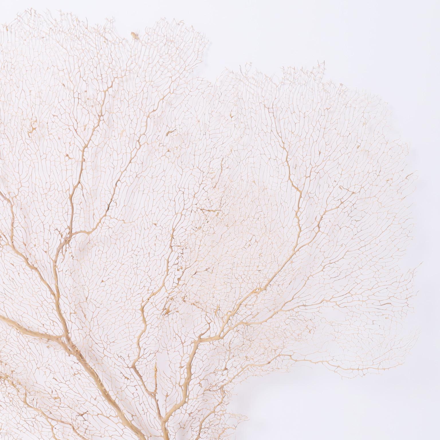 Organic Modern Cream Color Sea Fan For Sale