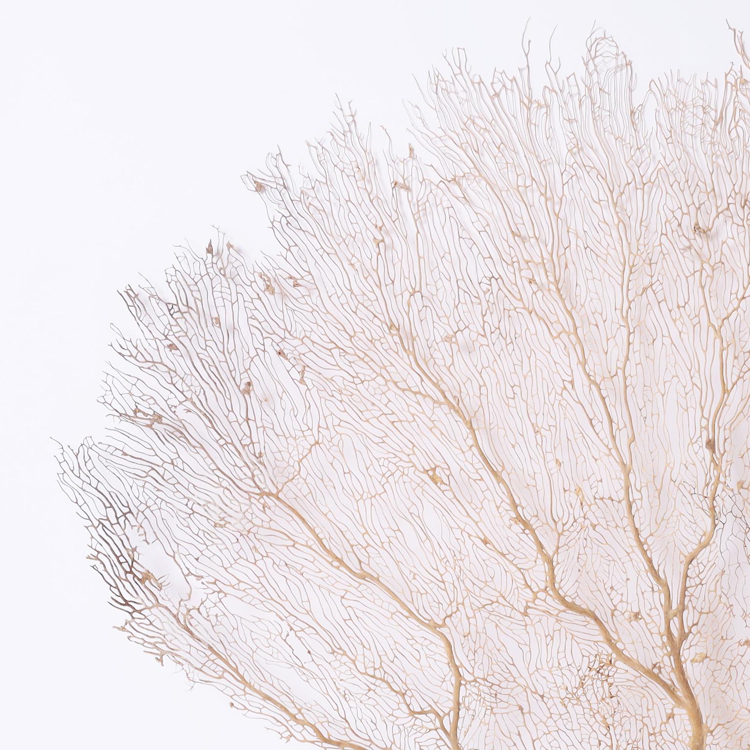 Authentic sea fan with an organic sculptural form. Why not hang it on a wall and be inspired by the grace and style of mother nature?.