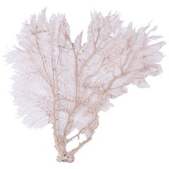 Cream Sea Fan