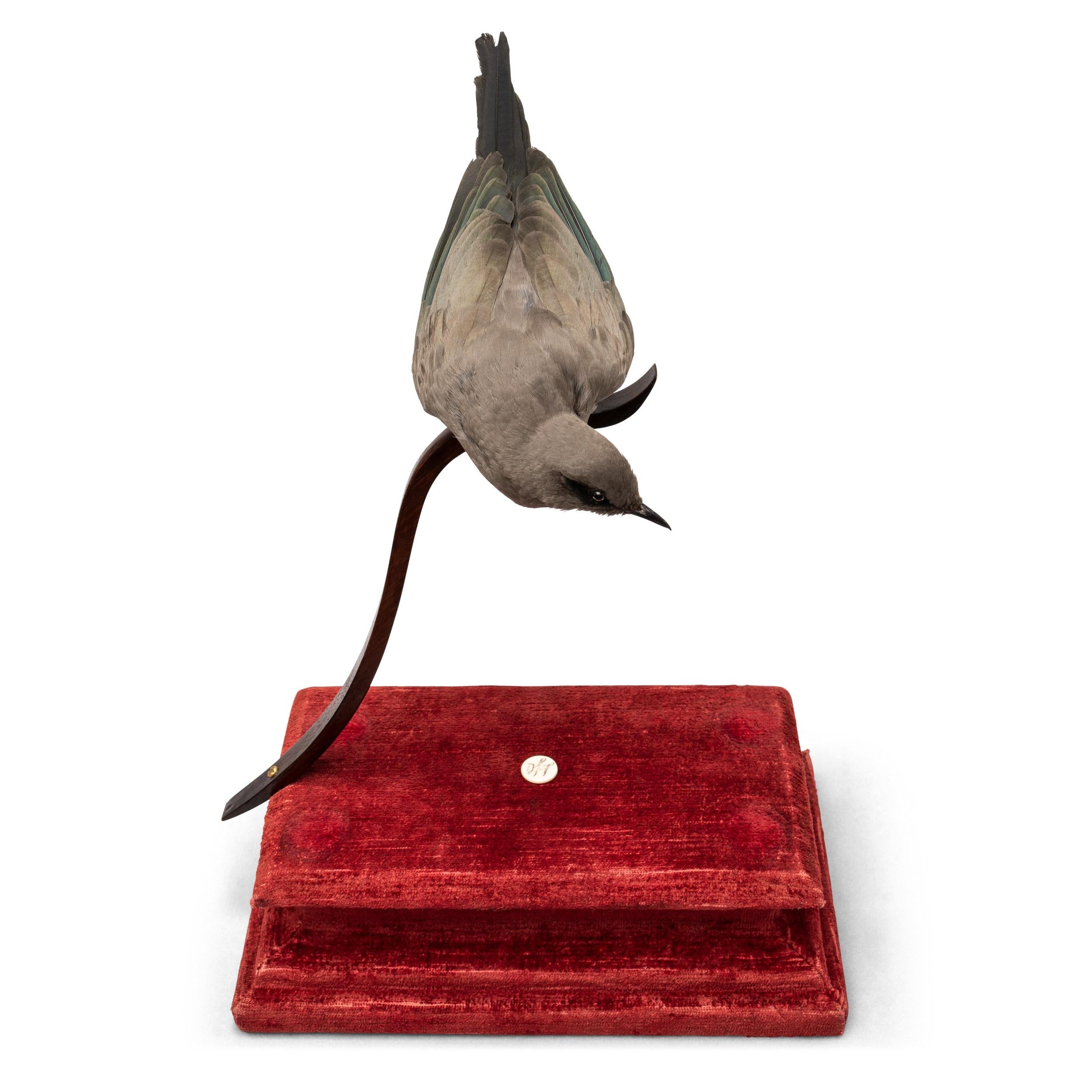 Dutch Crested Jay Fine Taxidermy by Ds&vT