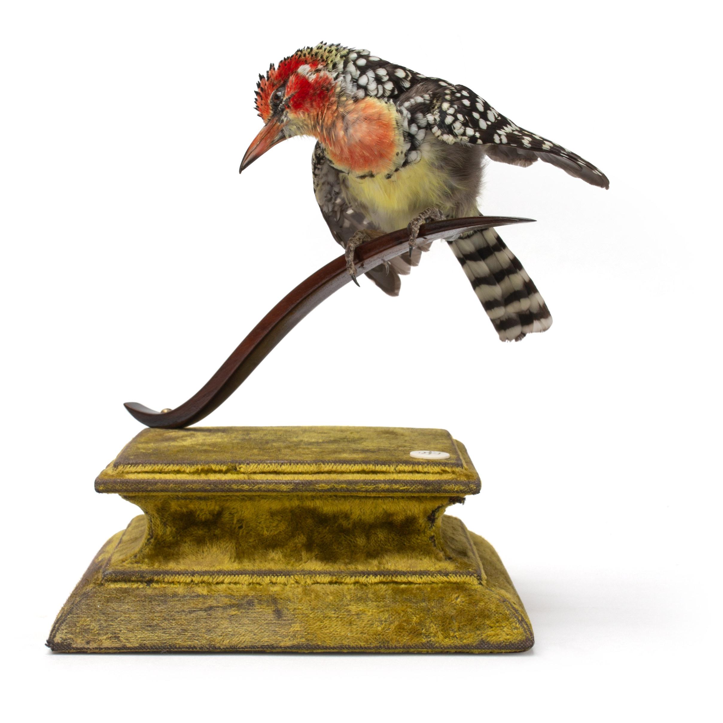 Crested Jay Fine Taxidermy by Ds&vT In Excellent Condition In Haarlem, NL