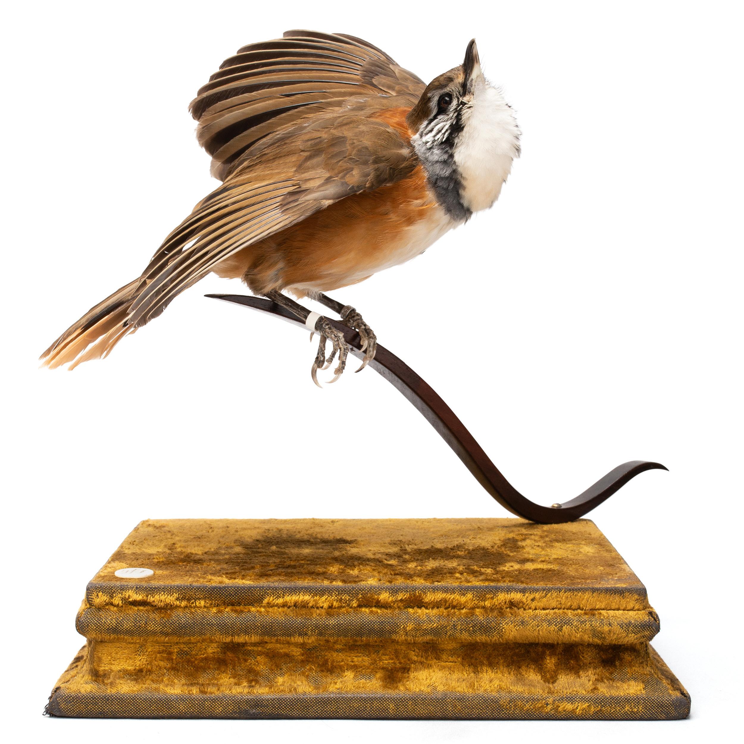 Contemporary Crested Jay Fine Taxidermy by Ds&vT