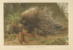 Crested Porcupine – Antique Wildlife Chromolithograph, Safari Style Art, 1894