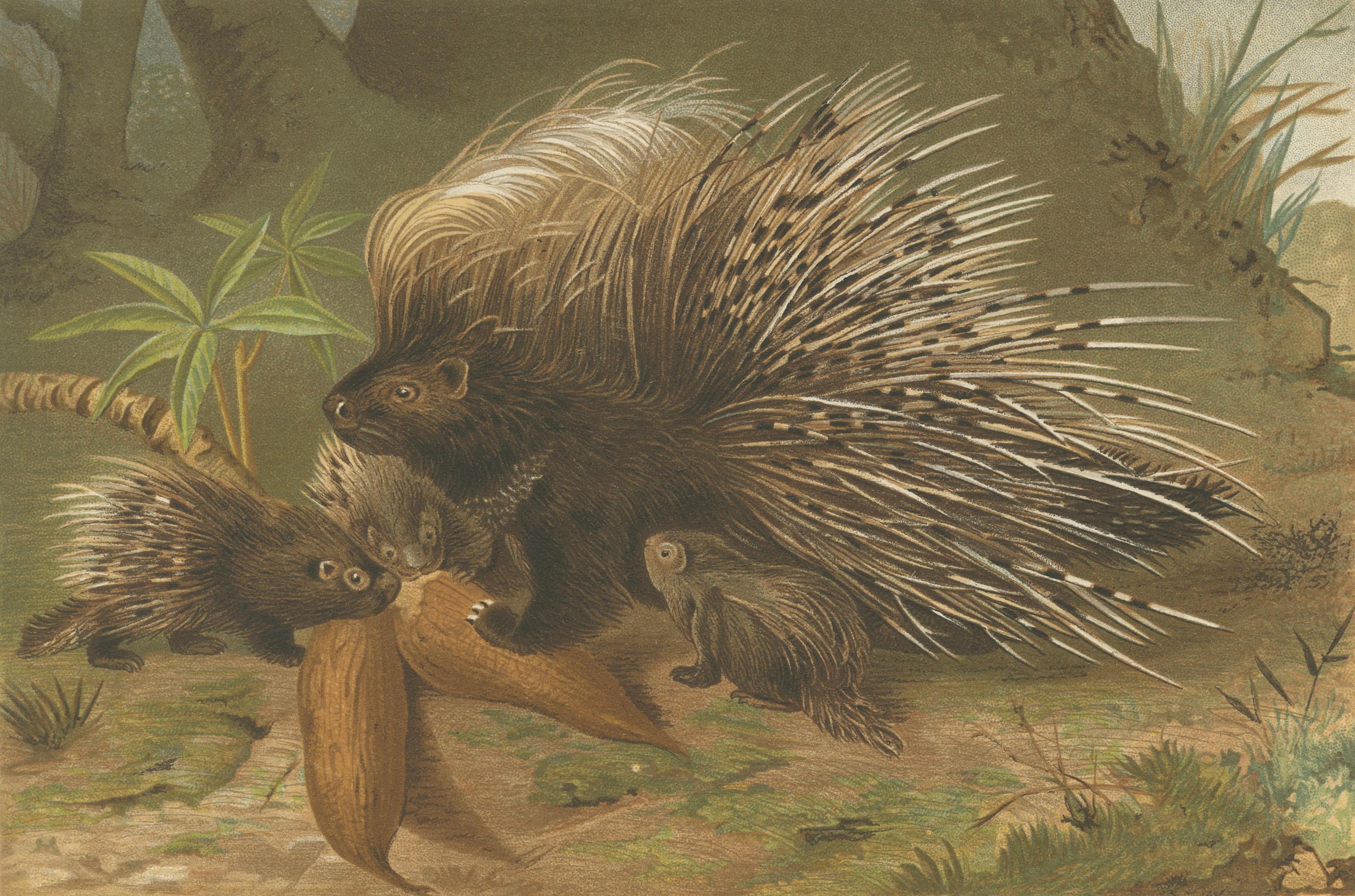 Crested Porcupine – Antique Wildlife Chromolithograph, Safari Style Art, 1894