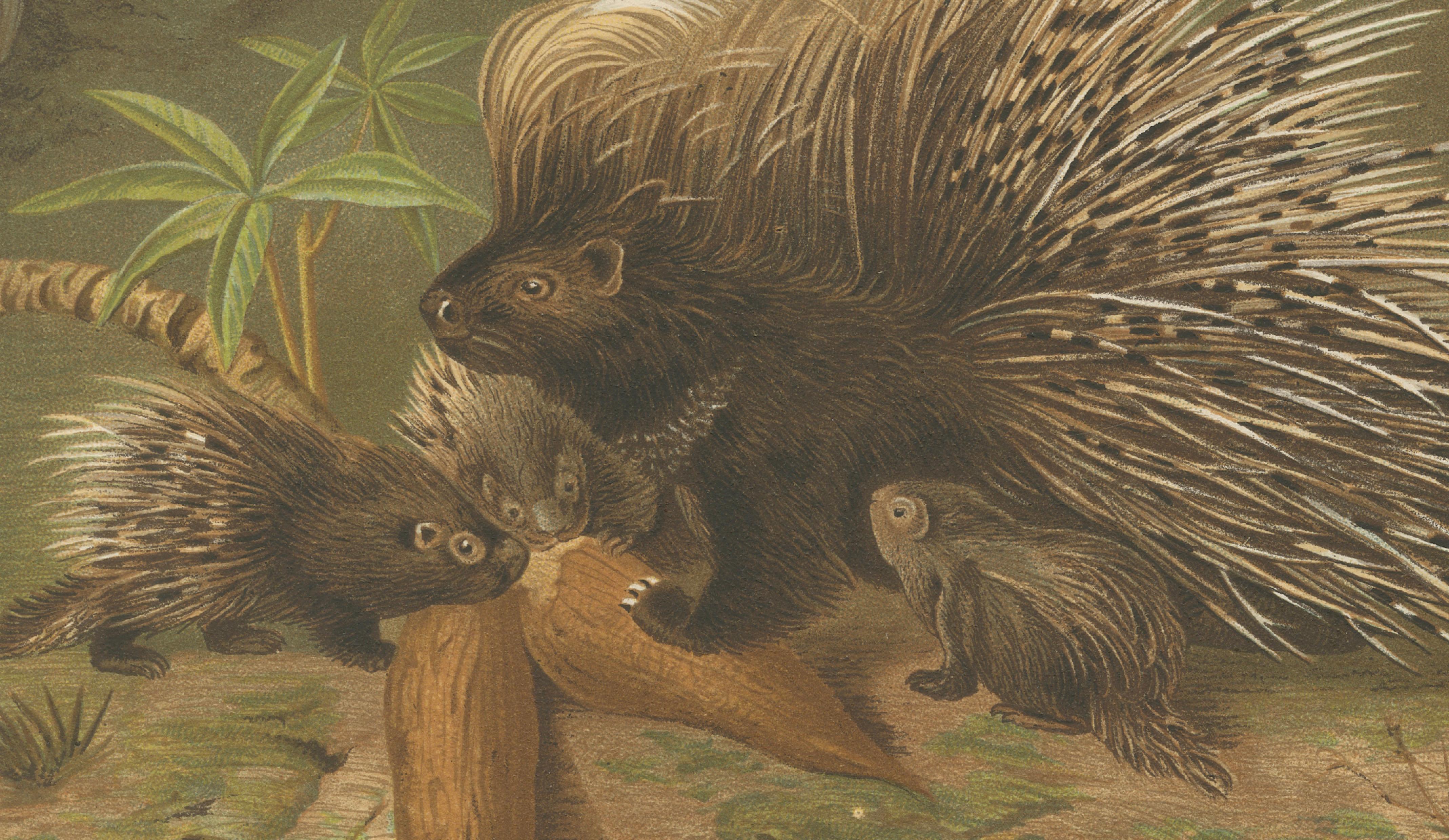 Crested Porcupine – Antique Wildlife Chromolithograph, Safari Style Art, 1894