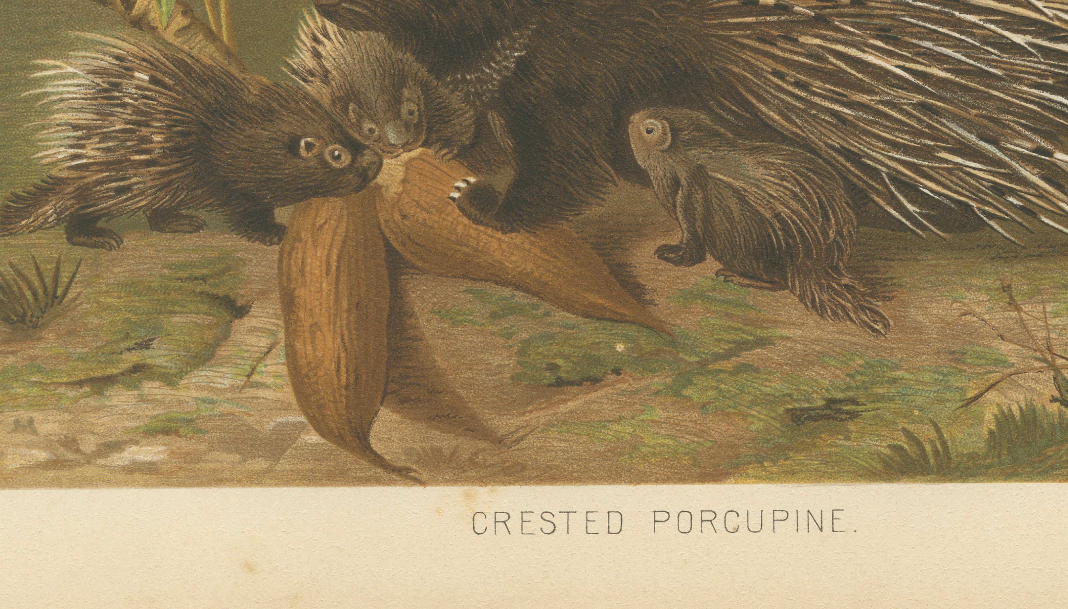 Crested Porcupine – Antique Wildlife Chromolithograph, Safari Style Art, 1894