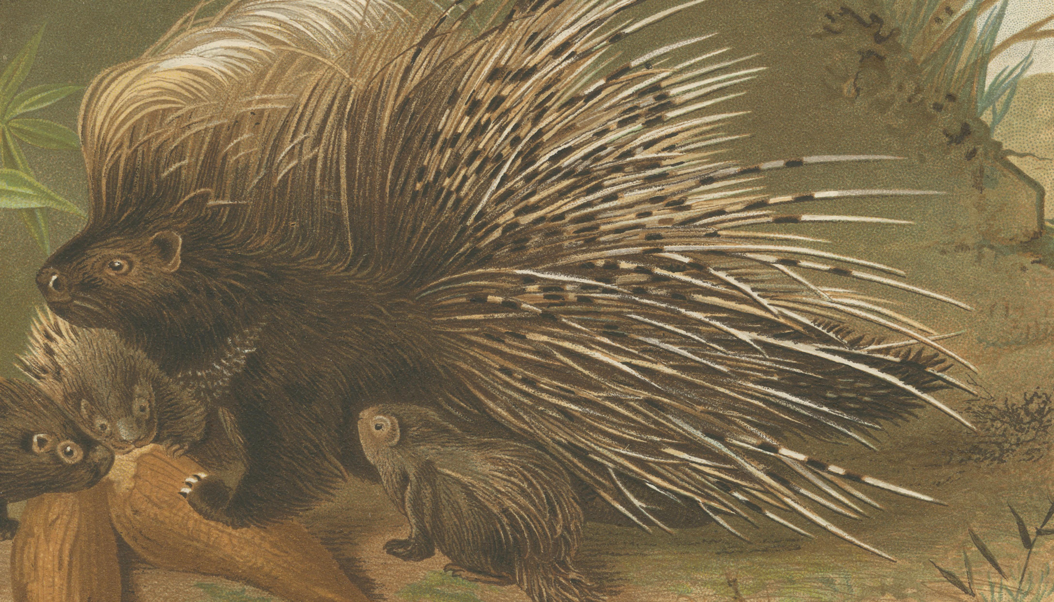 Crested Porcupine – Antique Wildlife Chromolithograph, Safari Style Art, 1894