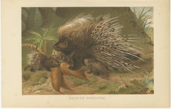 Crested Porcupine – Antique Wildlife Chromolithograph, Safari Style Art, 1894