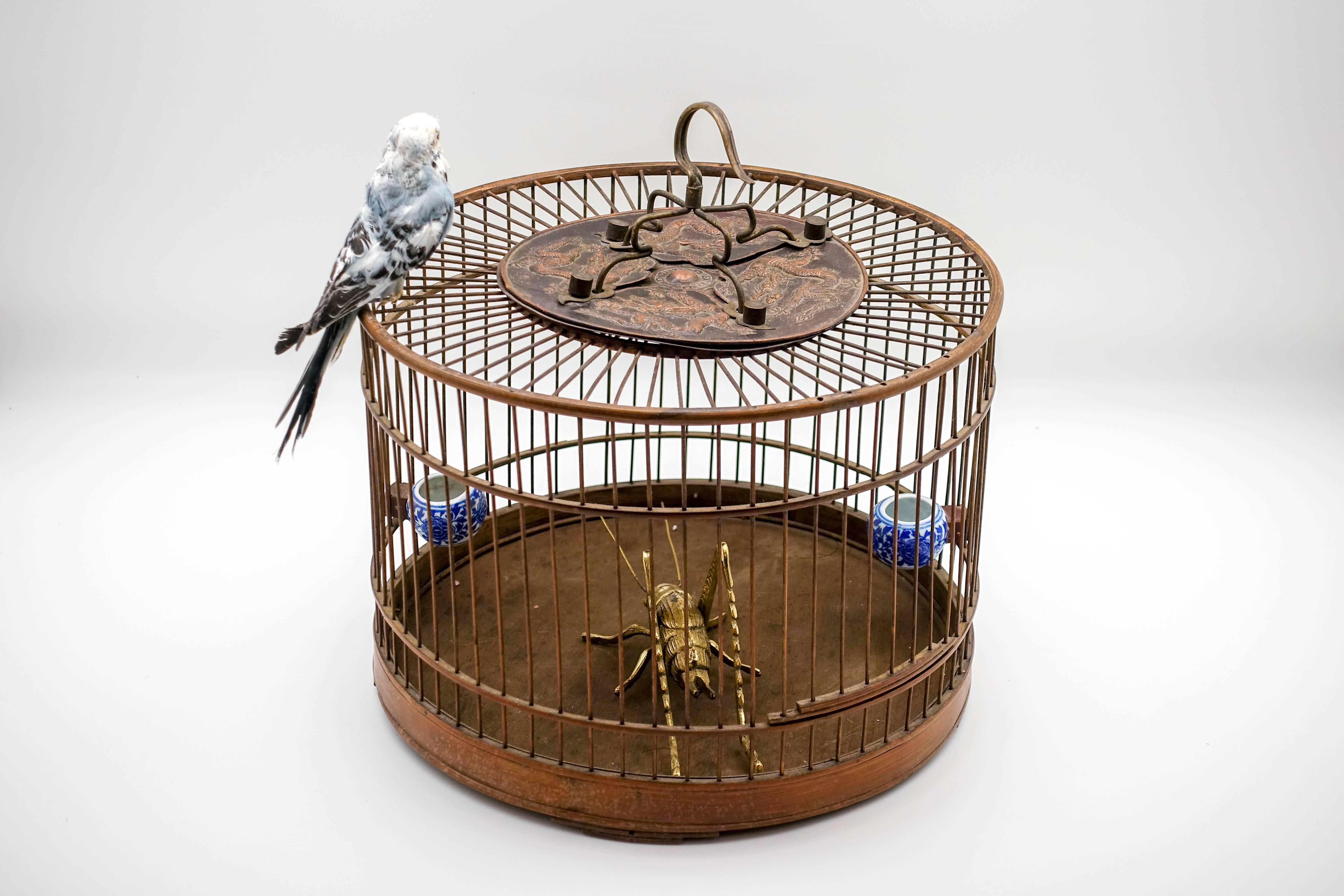 Keeping crickets as pets or for fighting emerged in China in early antiquity. This early 20th century wooden bamboo cage is decorated with elaborate metal fittings and blue and white ceramic feeders. A brass cricket is caged whilst his blue bird