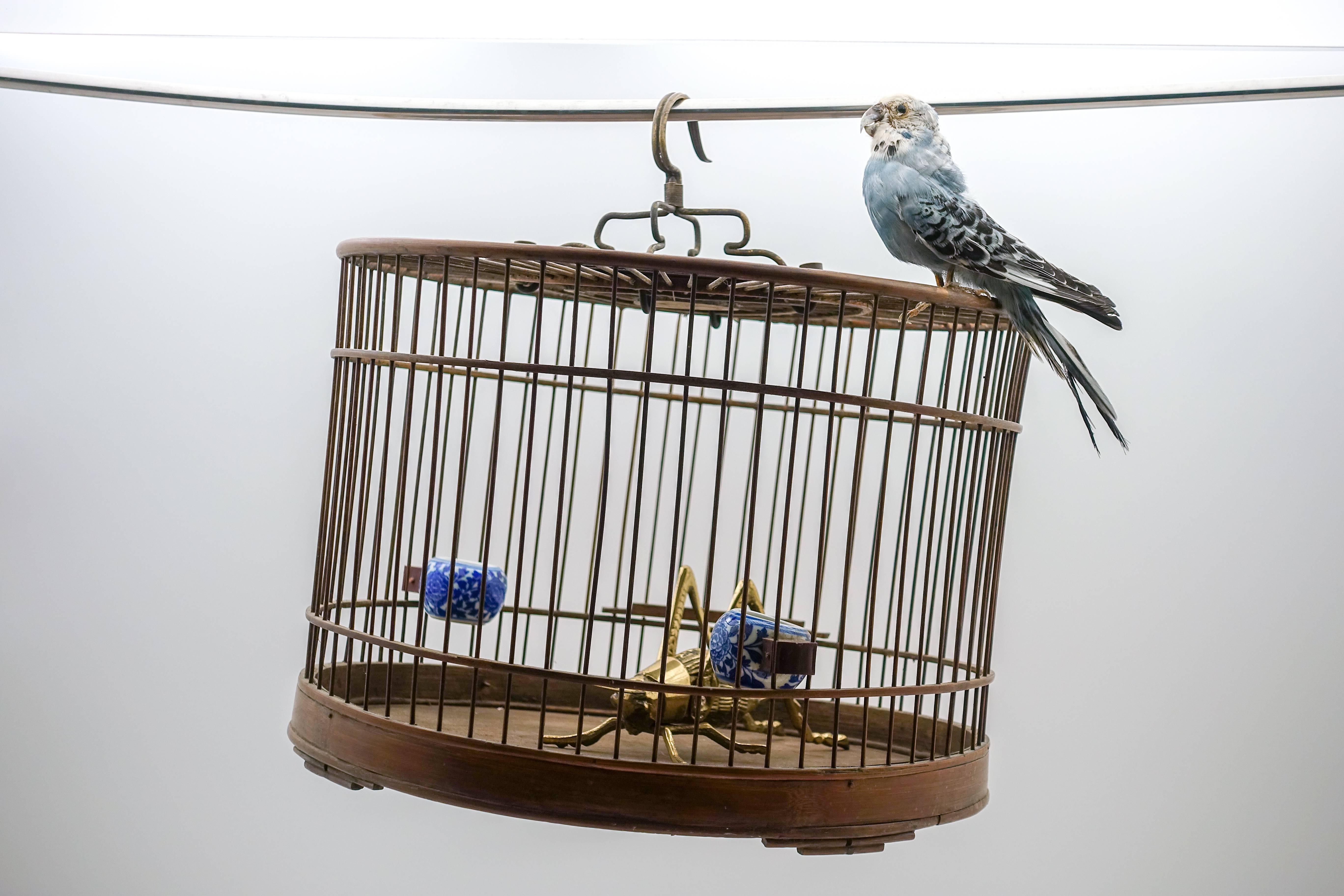 Chinese Cricket Cage with Brass Cricket and a Taxidermy Budgie