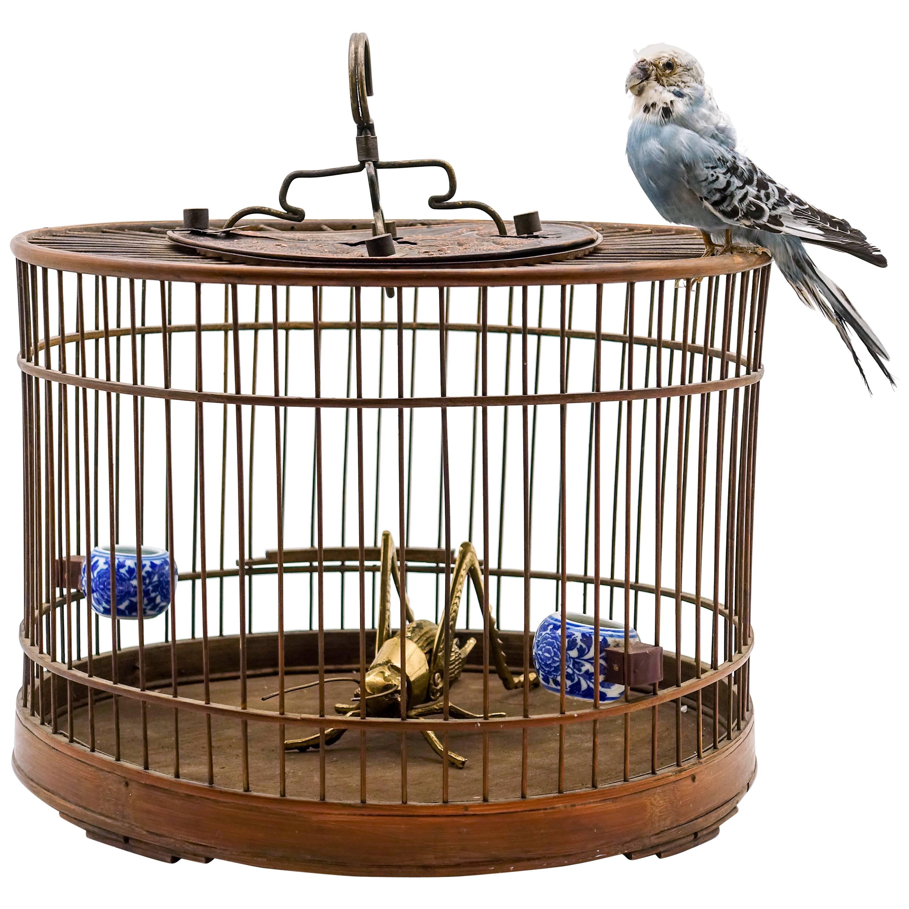 Cricket Cage with Brass Cricket and a Taxidermy Budgie