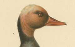 Crimson Crown: Old Bird Print of The Red-Crested Pochard by Magnus von Wright