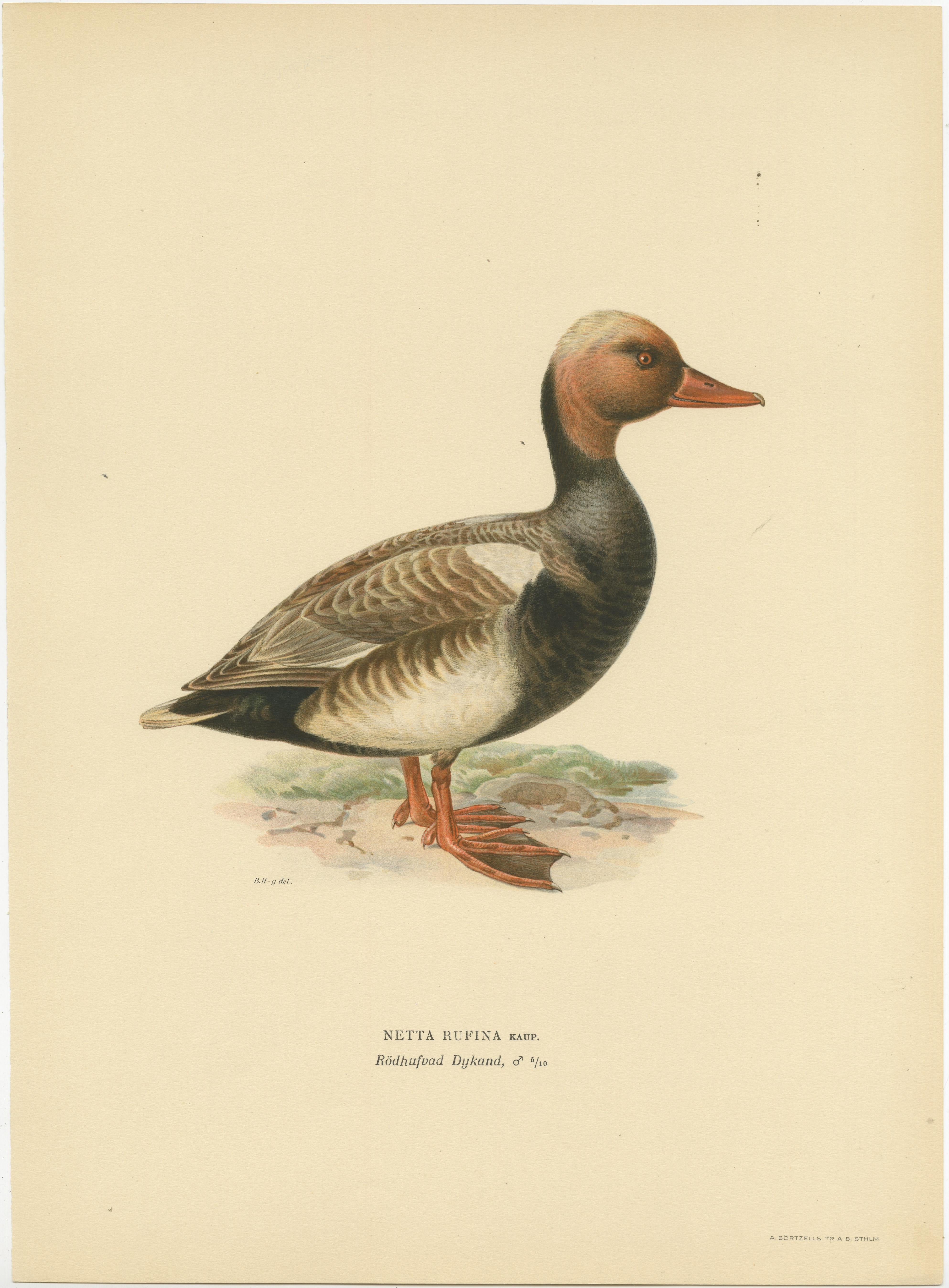Crimson Crown: Old Bird Print of The Red-Crested Pochard by Magnus von Wright In Good Condition For Sale In Langweer, NL