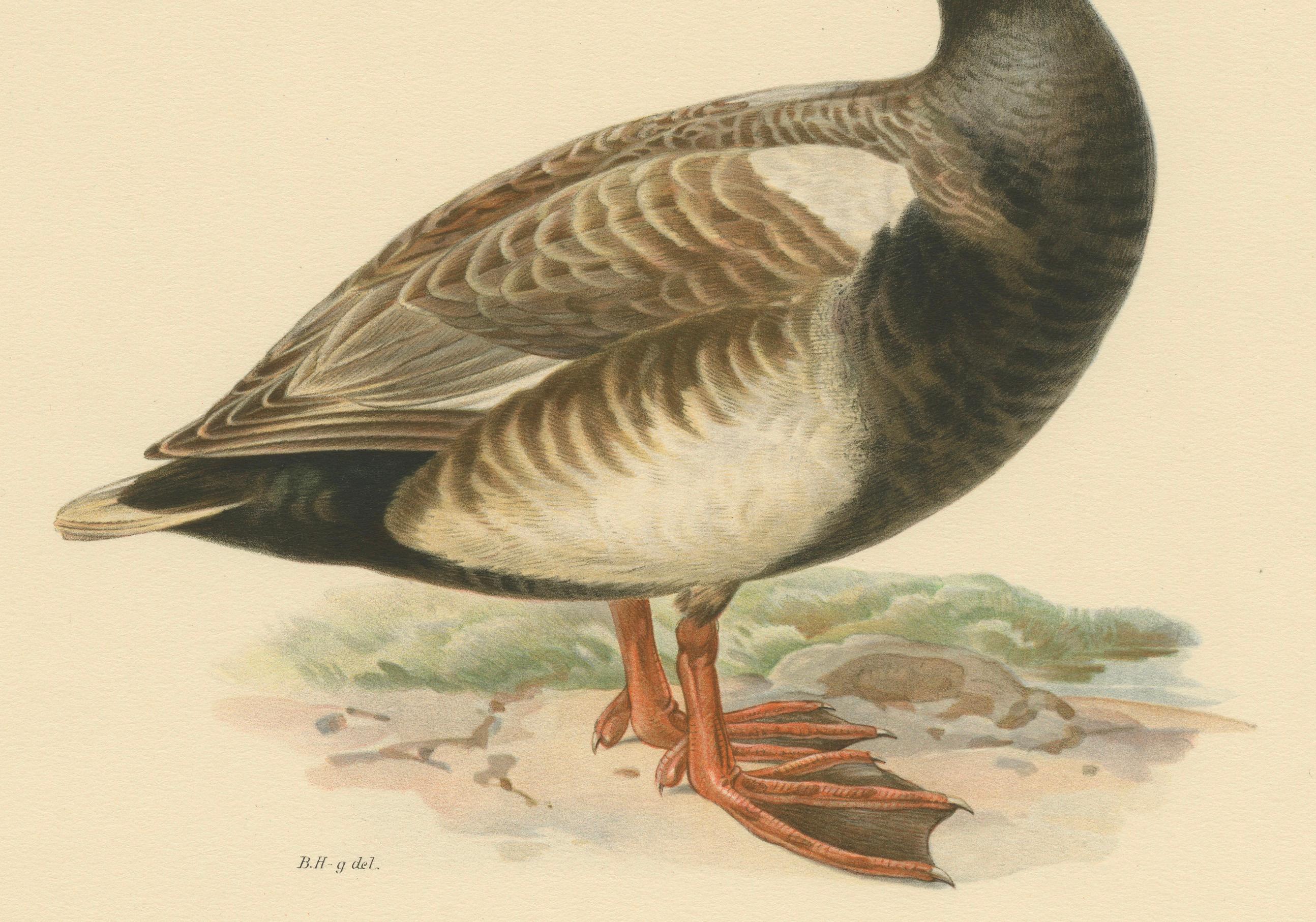 Karminrote Krone: Alter Vogeldruck des Red-Crested Pochard von Magnus von Wright (20. Jahrhundert) im Angebot