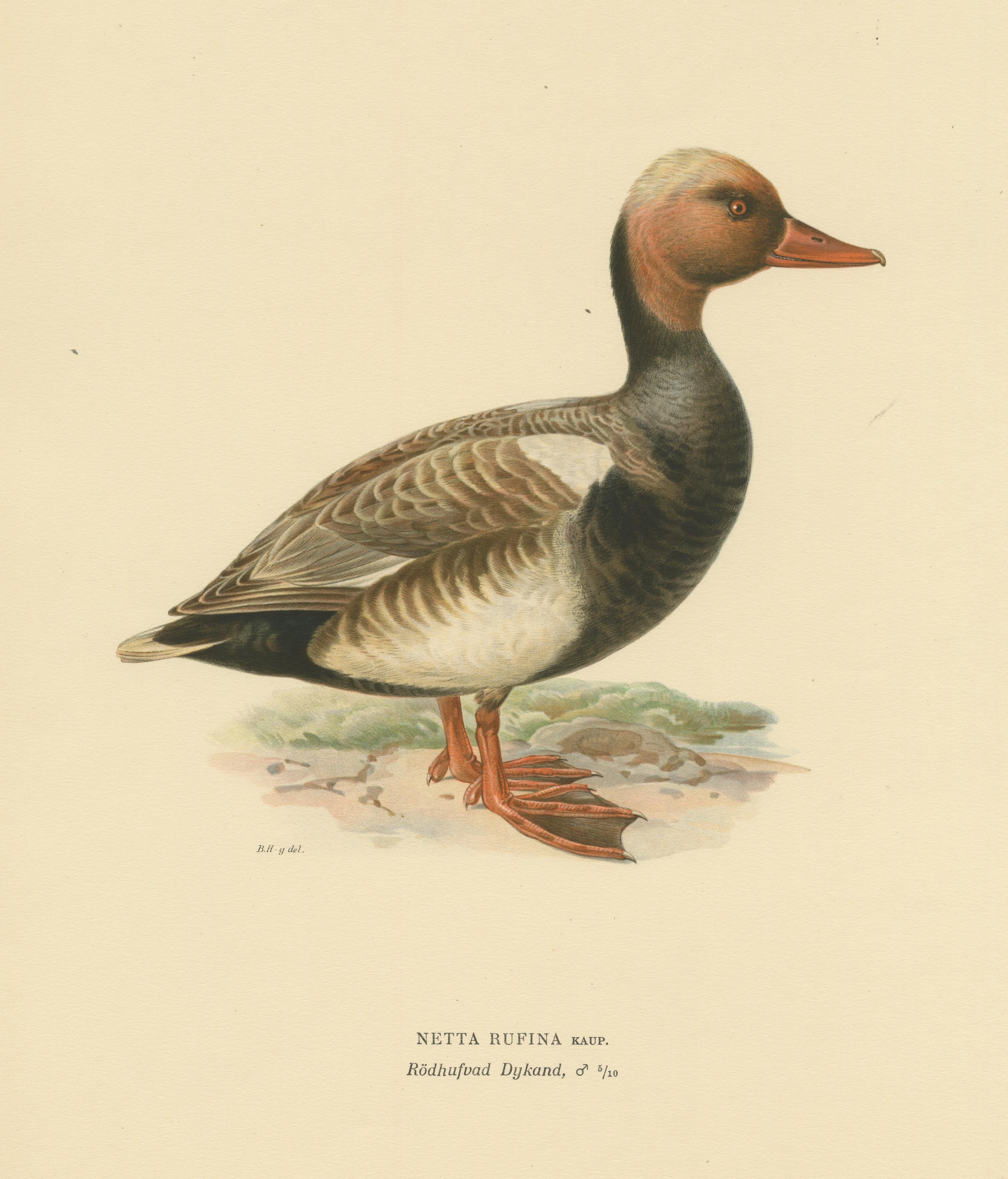 Paper Crimson Crown: Old Bird Print of The Red-Crested Pochard by Magnus von Wright For Sale