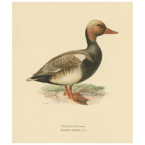 Crimson Crown: Old Bird Print of The Red-Crested Pochard by Magnus von Wright