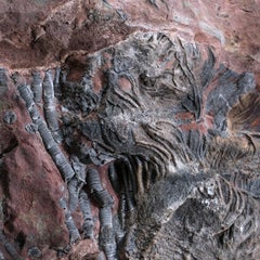 Crinoid (Codiacrinus) sur Matrix du Maroc (15,2 lbs)