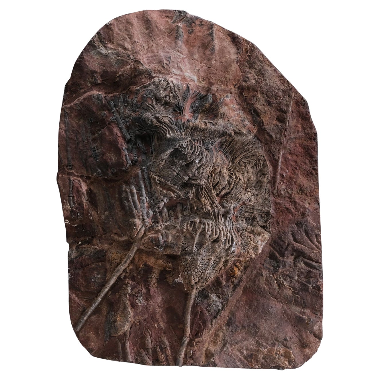 Crinoid (Codiacrinus) sur Matrix du Maroc (15,2 lbs) en vente