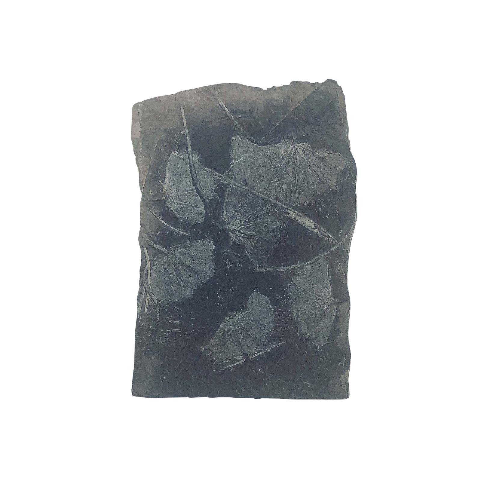 Moroccan Crinoid Fossil Coffee Table