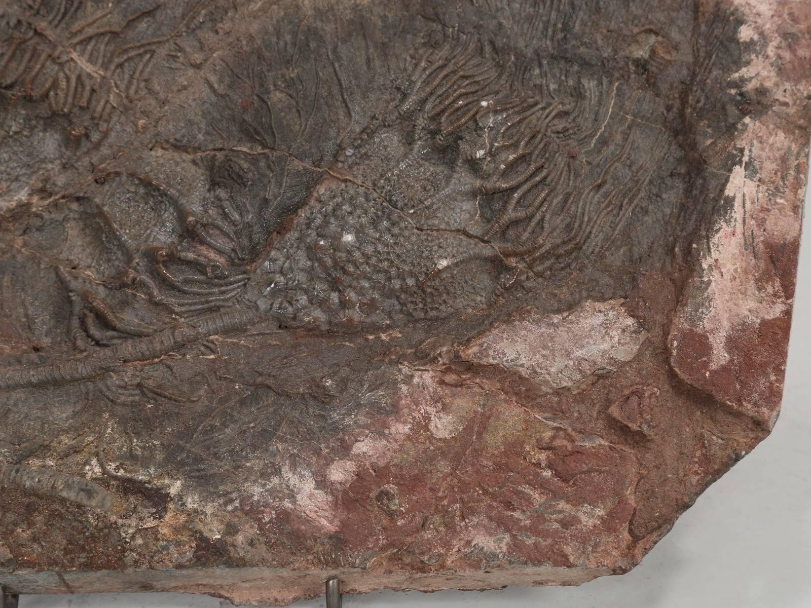 Crinoid Fossil from Morocco, about 450 Million Years Old (Marokkanisch)