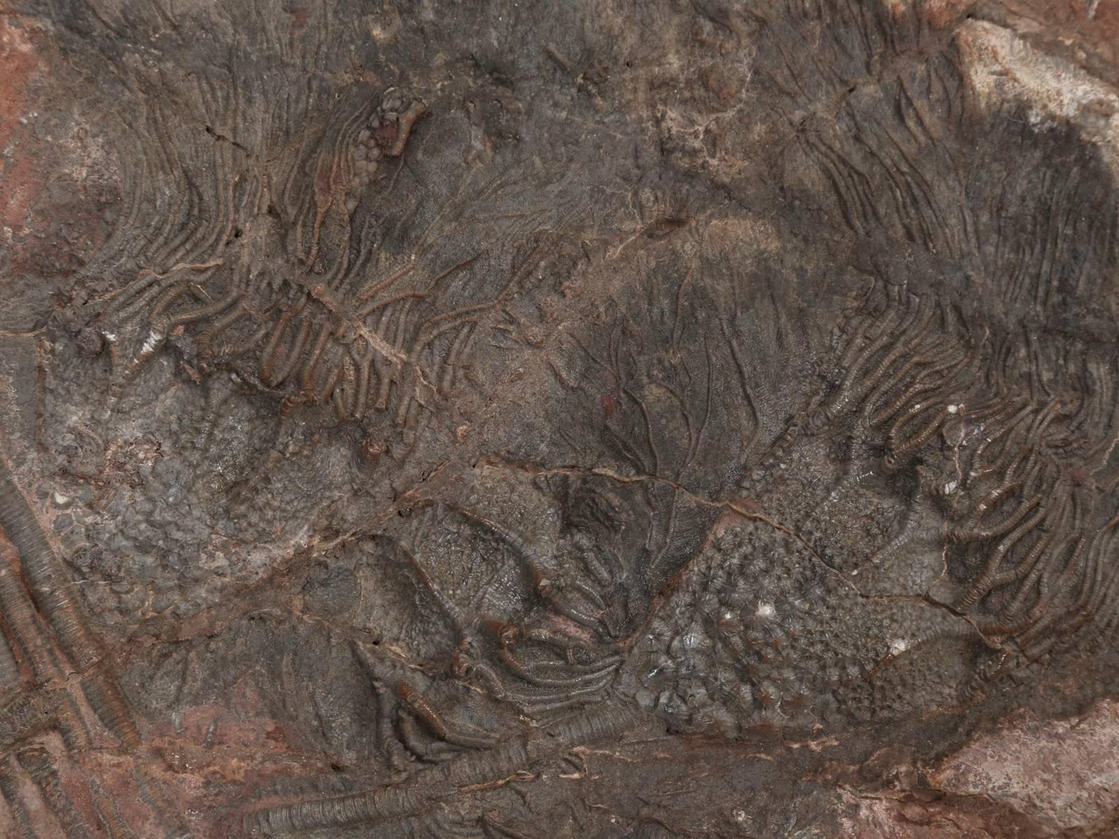 Crinoid Fossil from Morocco, about 450 Million Years Old (18. Jahrhundert und früher)
