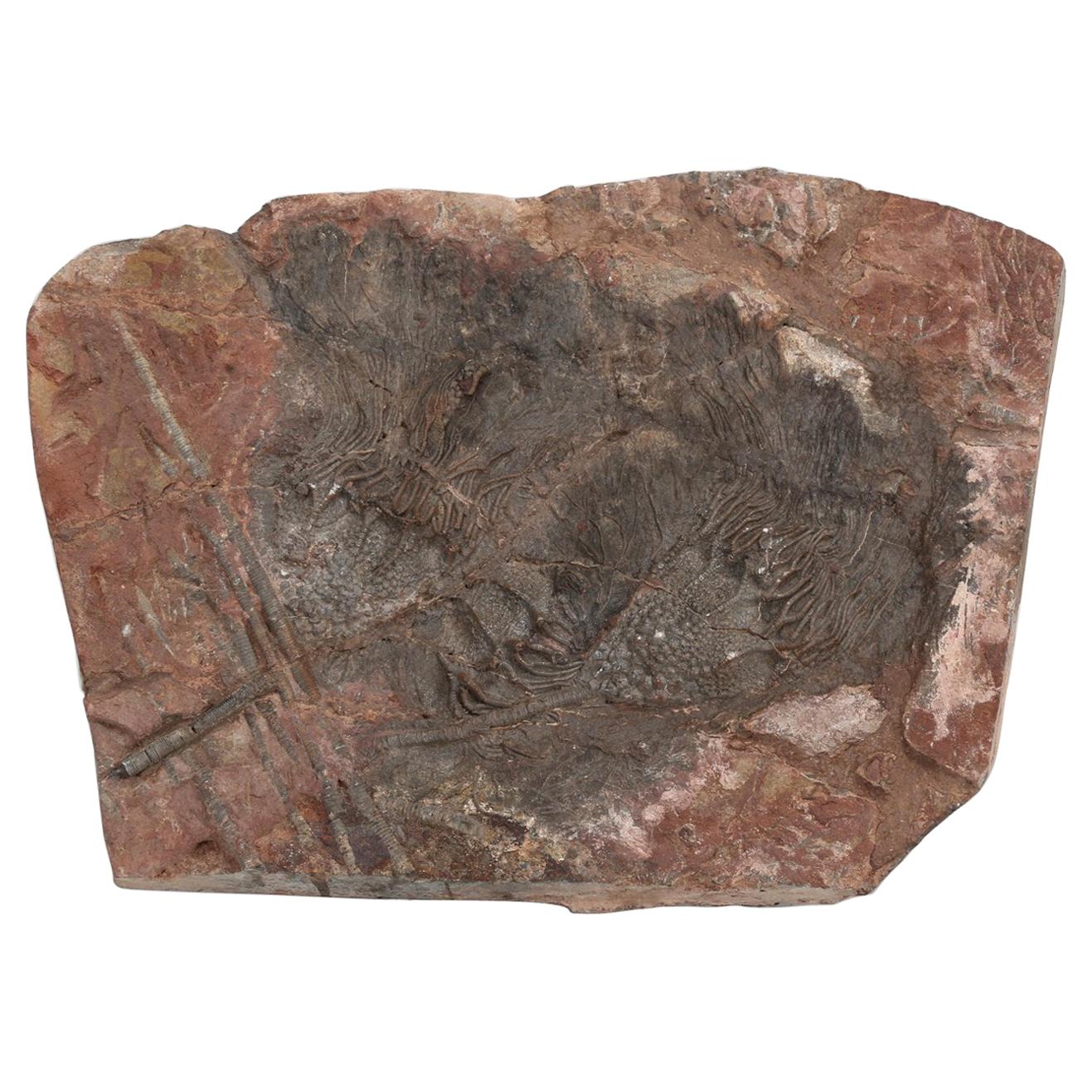 Crinoid Fossil from Morocco, about 450 Million Years Old