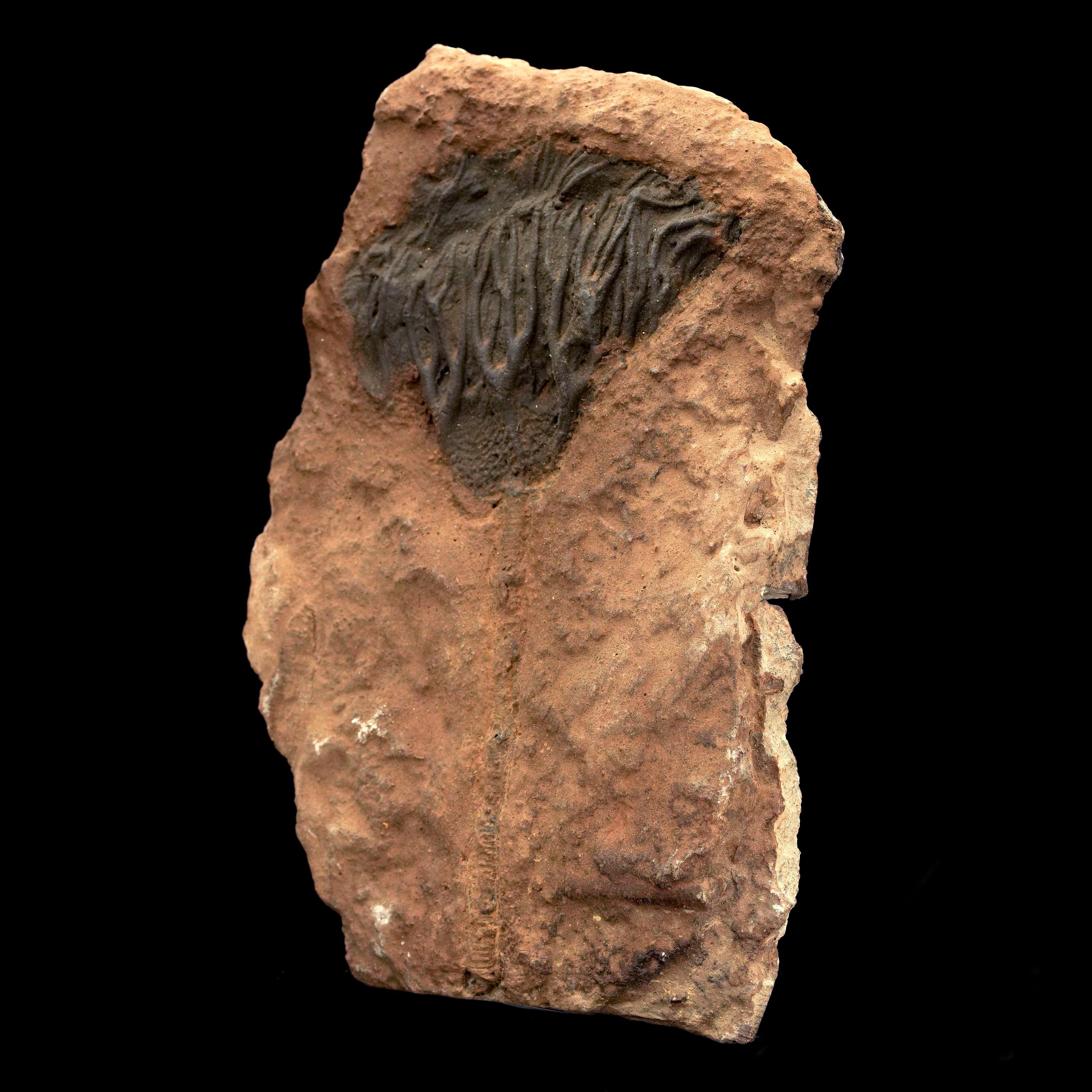 This beautifully preserved Crinoid fossil showcases intricate arm structures radiating from a compact calyx, all naturally embedded in sandstone matrix. With distinct detail and organic flow, this piece offers a stunning look into ancient marine