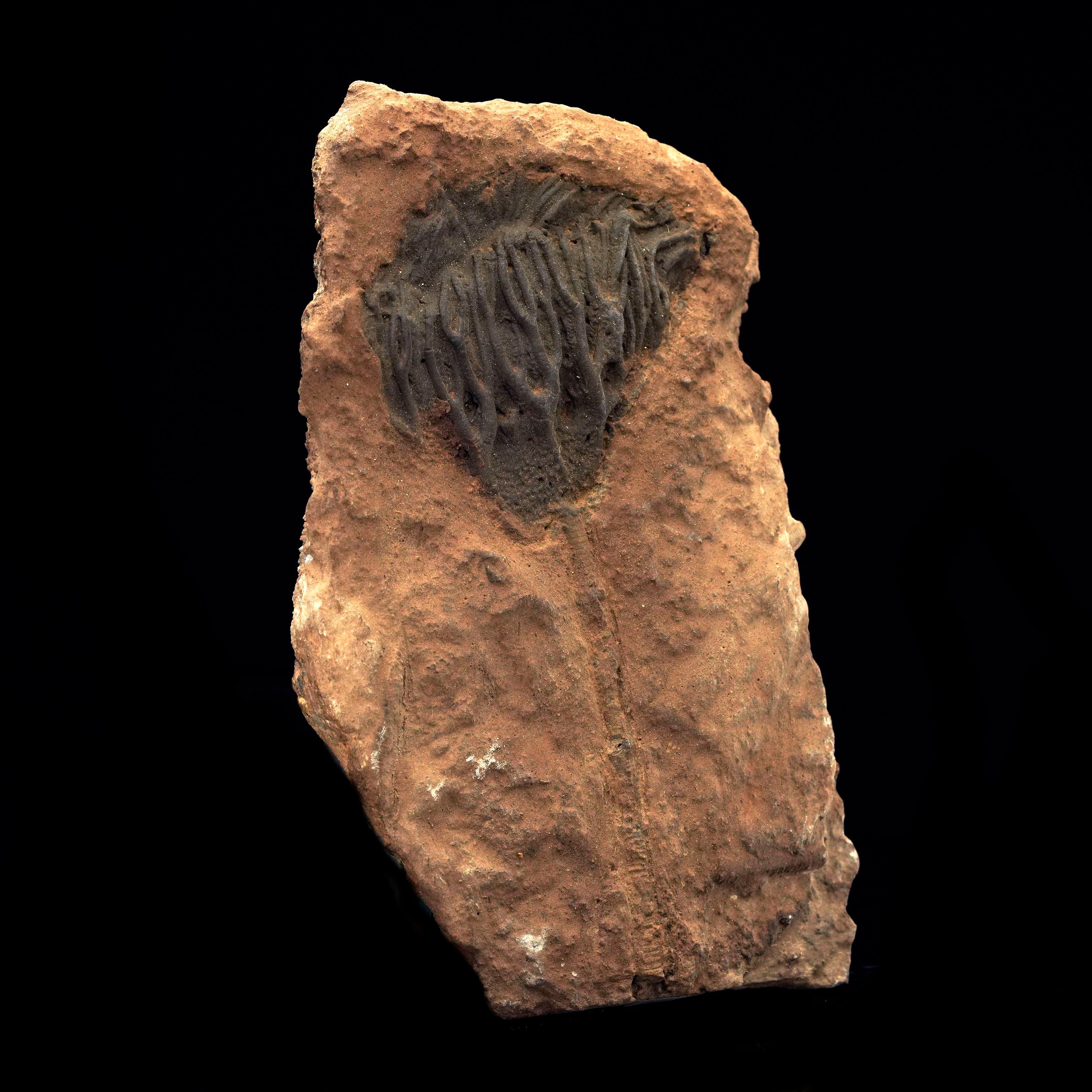 Moroccan Crinoid Fossil from Morocco For Sale