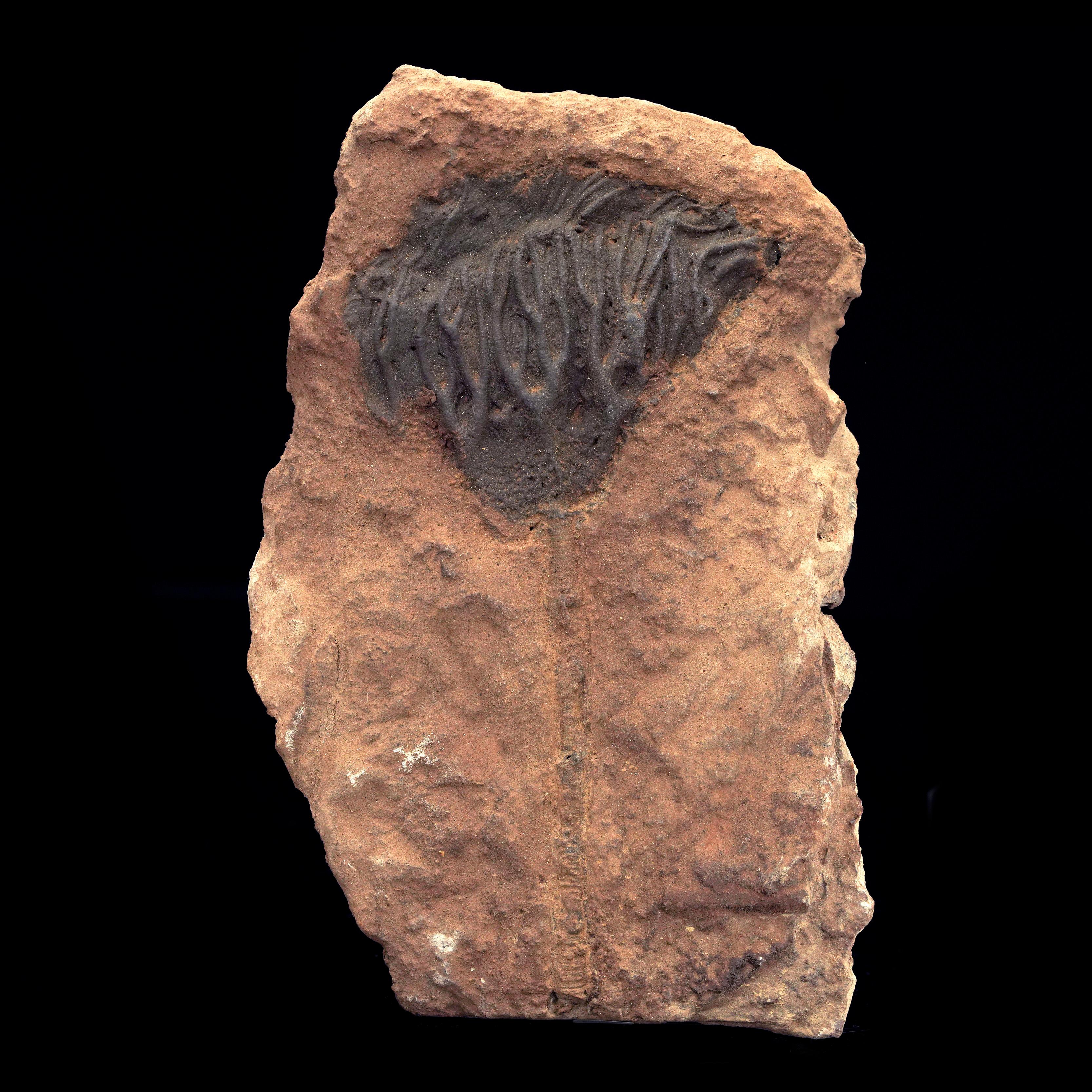 Crinoid Fossil from Morocco In Excellent Condition For Sale In New York, NY