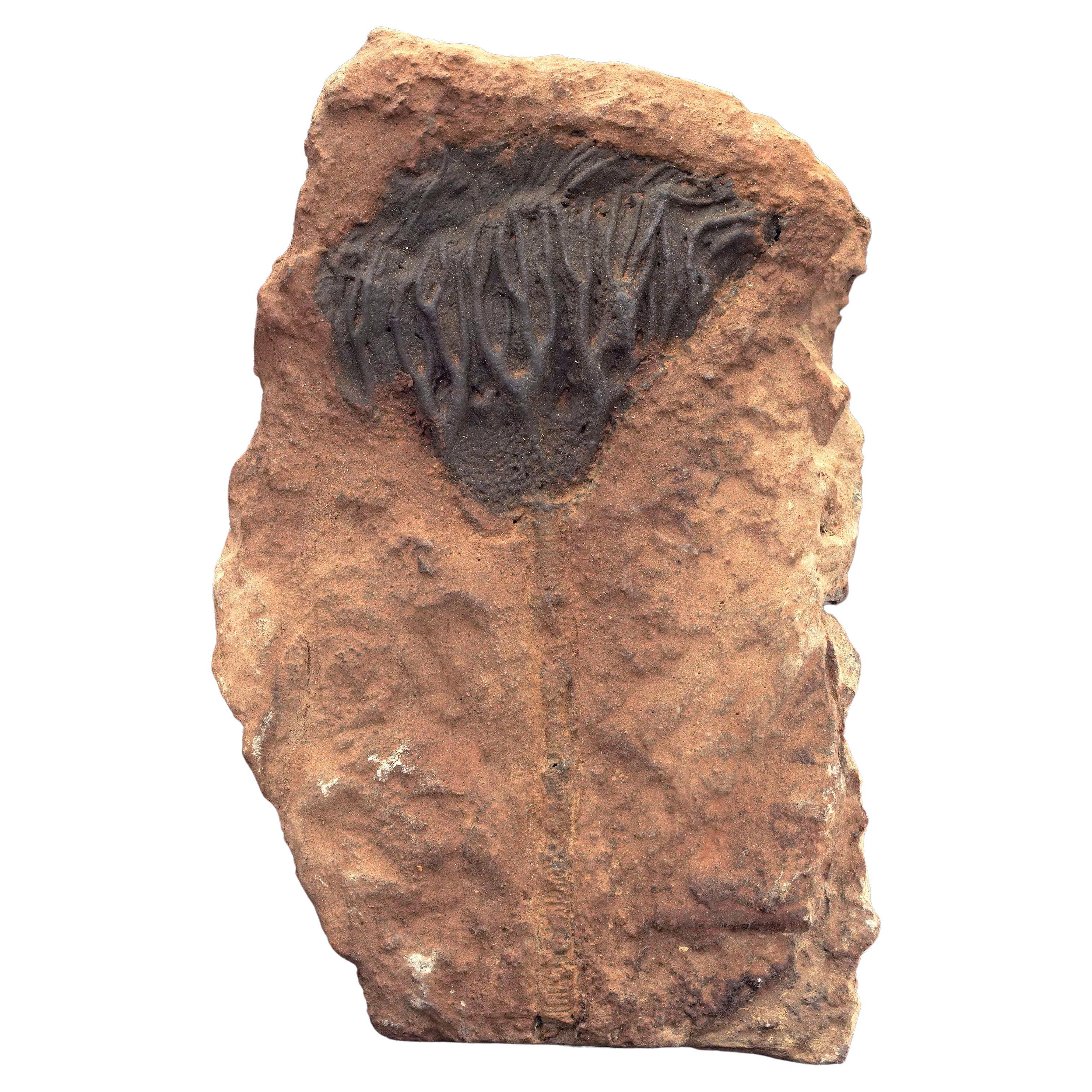 Crinoide fósil de Marruecos