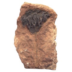 Crinoide fósil de Marruecos