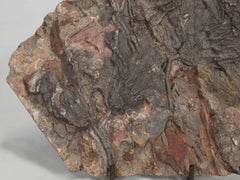 Crinoid Fossil from Morocco, from the Ordovician Period 450-Million-Years Ago
