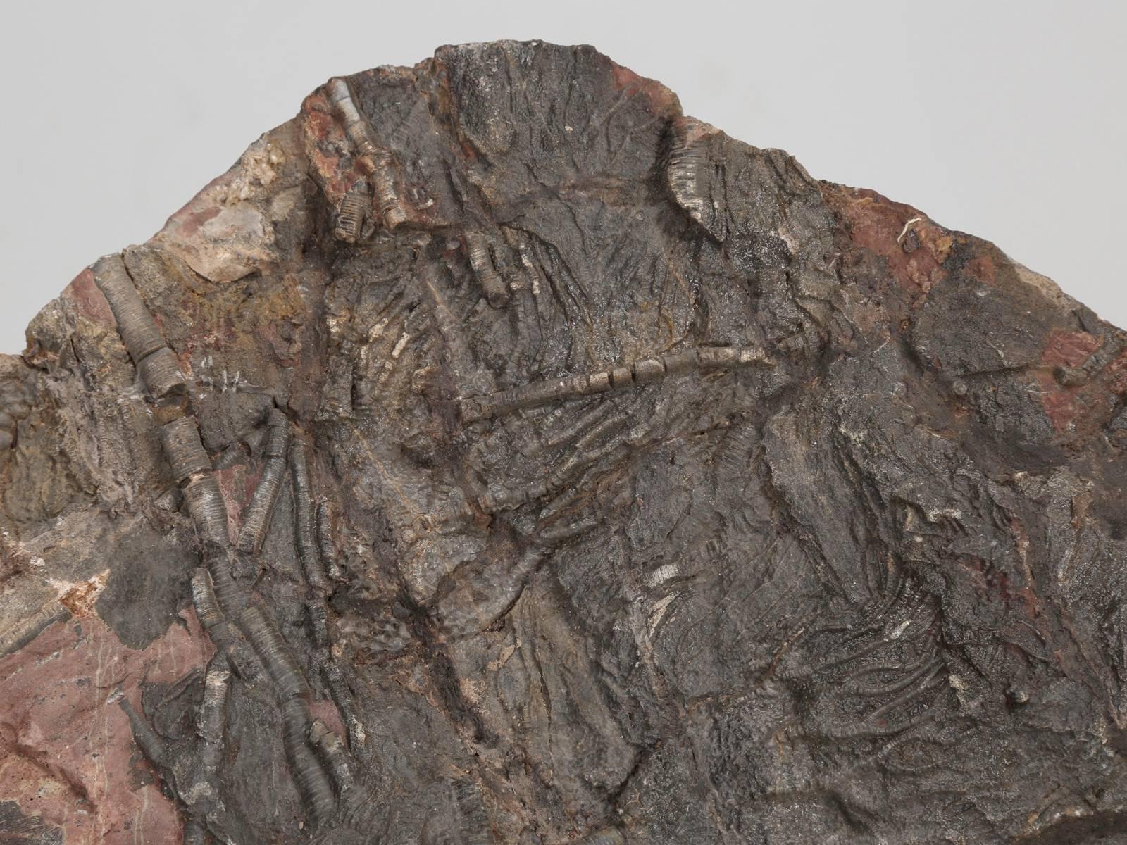 Moroccan Crinoid Fossil from Morocco, from the Ordovician Period 450-Million-Years Ago For Sale