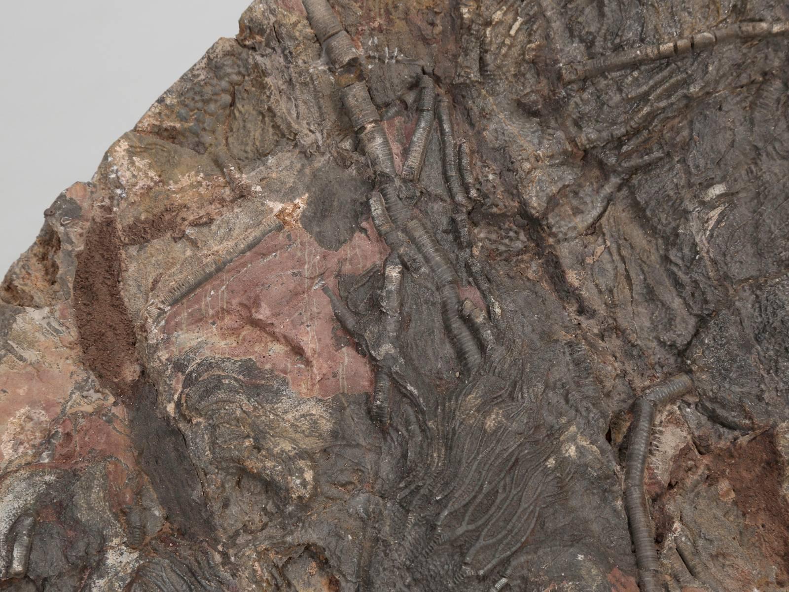 Crinoid Fossil from Morocco, from the Ordovician Period 450-Million-Years Ago In Good Condition For Sale In Chicago, IL