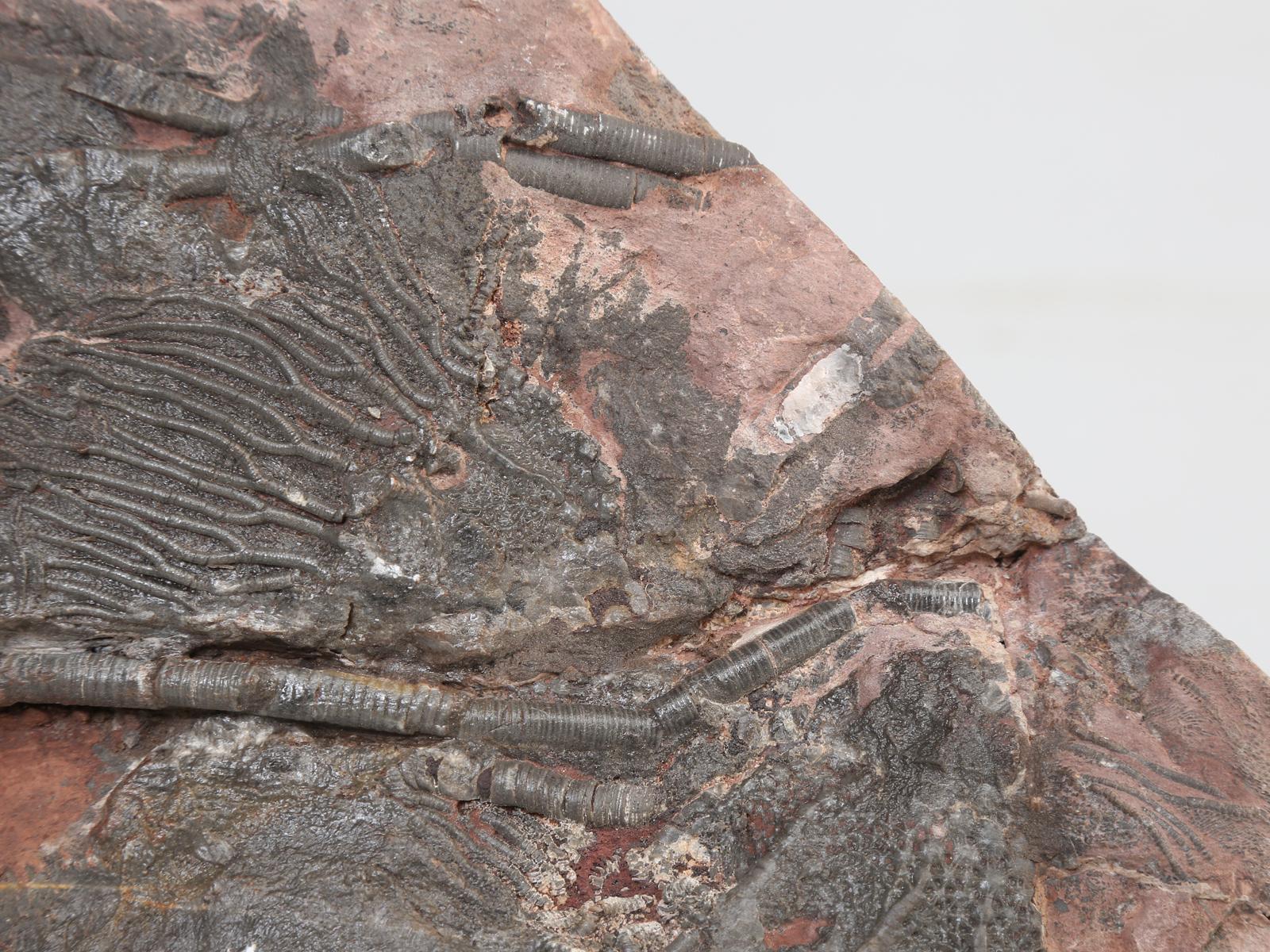 18th Century and Earlier Crinoid Fossil from Morocco about 450 Million Years Old For Sale