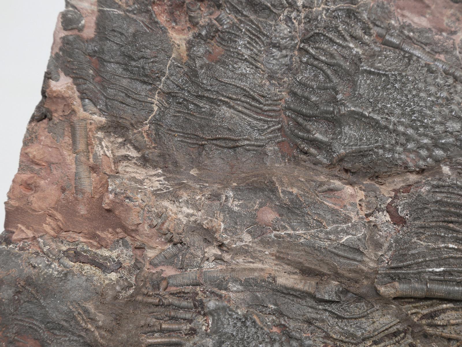 giant crinoid fossil