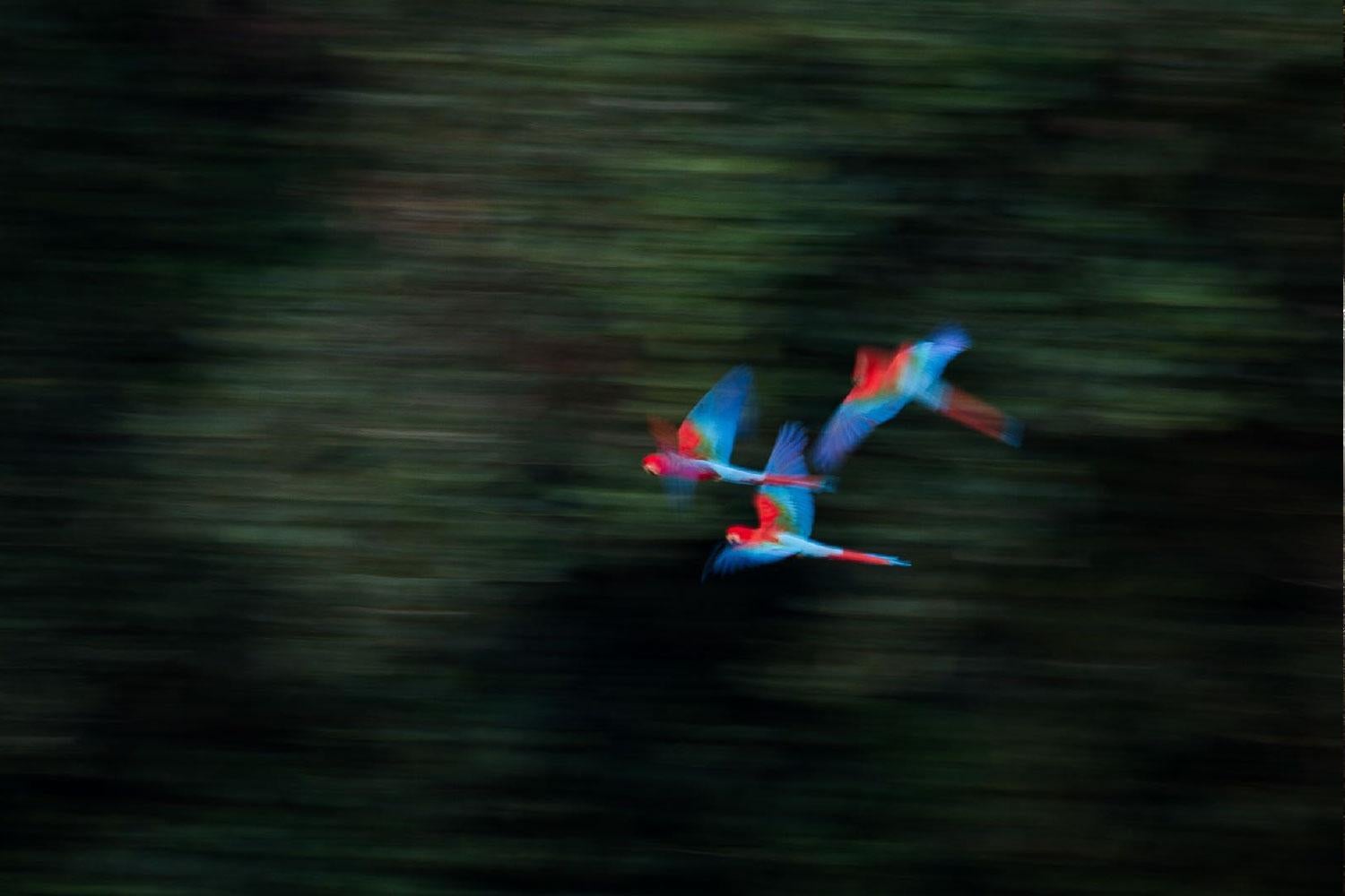 Impression à pigment d
archivage
Monté et encadré
Normes muséales

Tailles disponibles :
40 x 60 pouces édition de 7
48 x 72 pouces édition de 7


