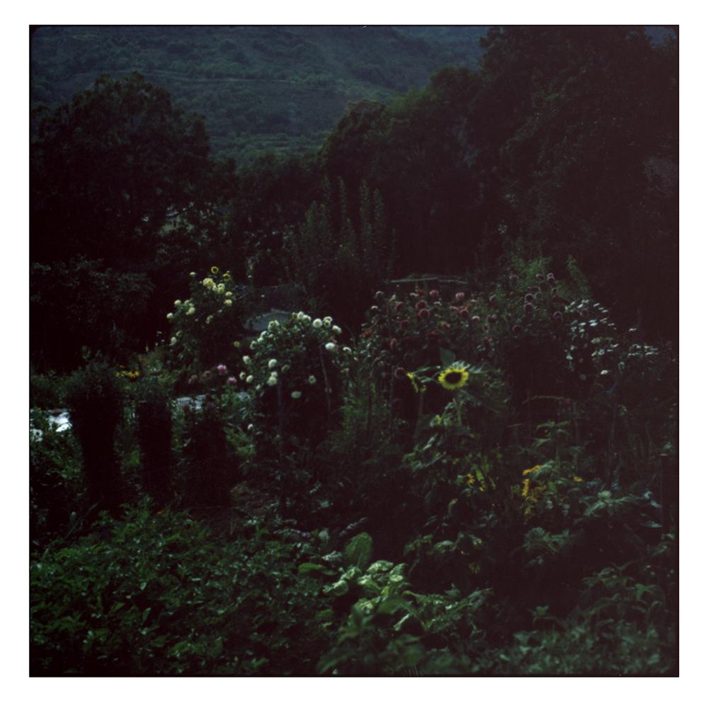 Cristina Fontsare Landscape Photograph – Hinterhof - Contemporary, Polaroid, Fotografie, Landschaft, 21. Jahrhundert, Farbe