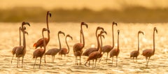 Todo lo que brilla, Bahamas por Cristina Mittermeier - Flamencos