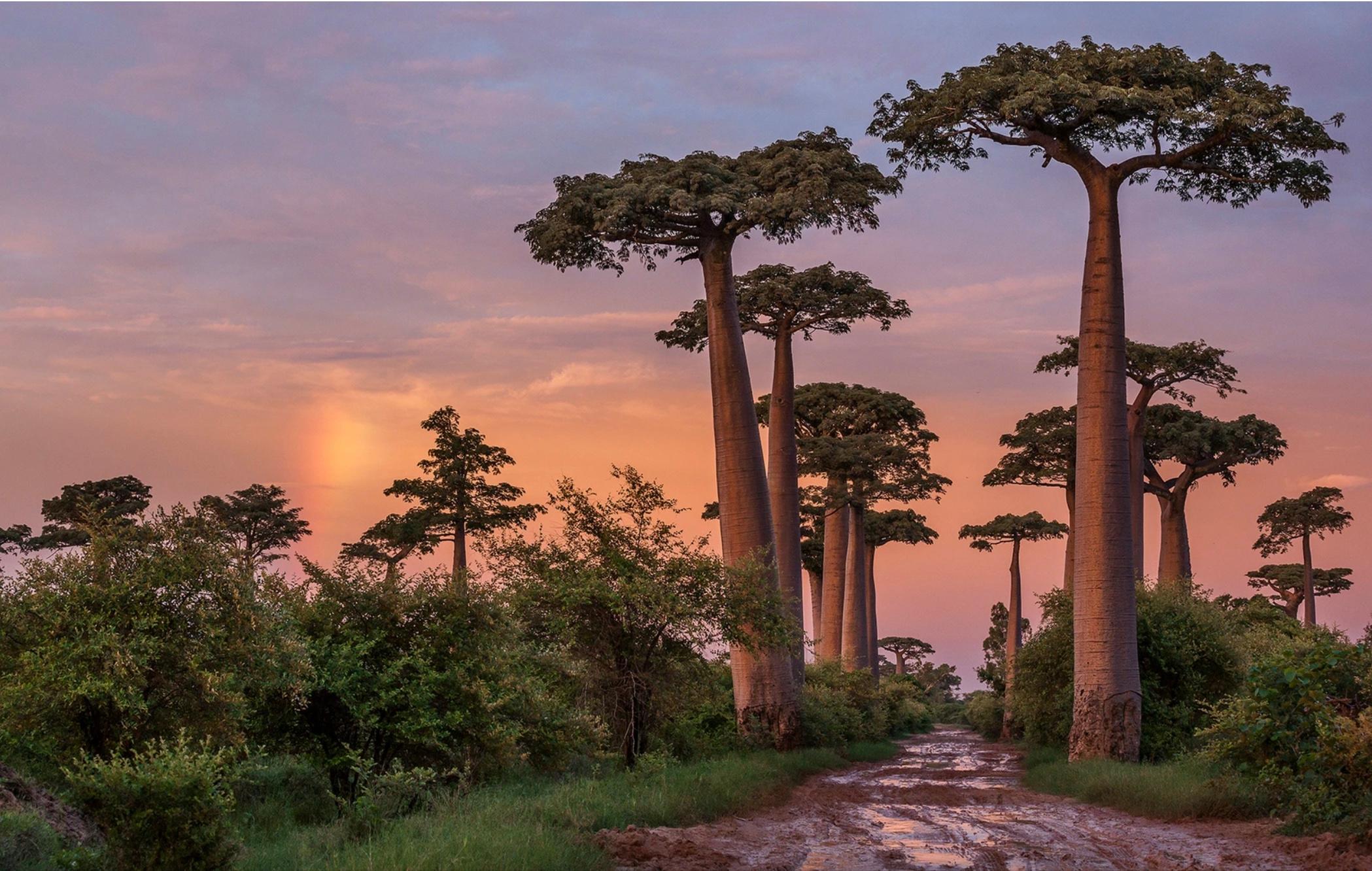 "Alley of Giants" 
Madagascar, 2009

Available sizes:
20 x 30 in / Edition of 6
32 x 48 in / Edition of 6
50 x 75 in / Edition of 6

"As I watched the sun set over western Madagascar’s iconic “Alley of the Baobabs,” the fading light casting warm